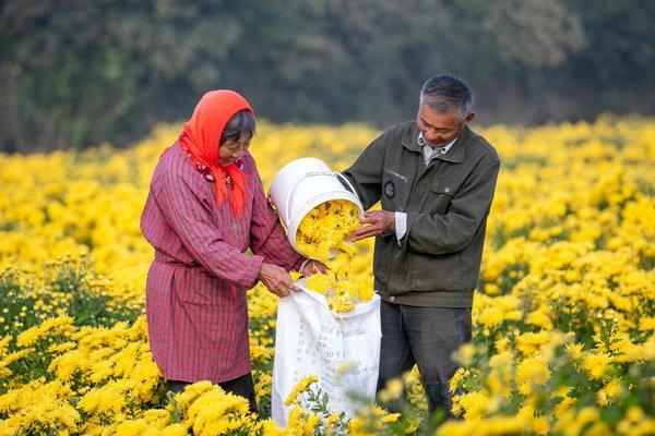 除草剂的分类 中药材除草剂对照表