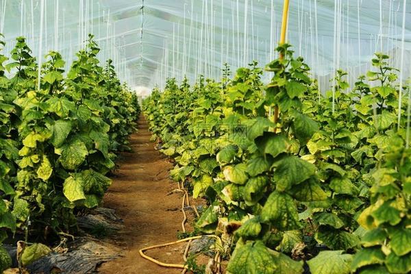 开花不能施肥的原因 花开的时候要施肥吗