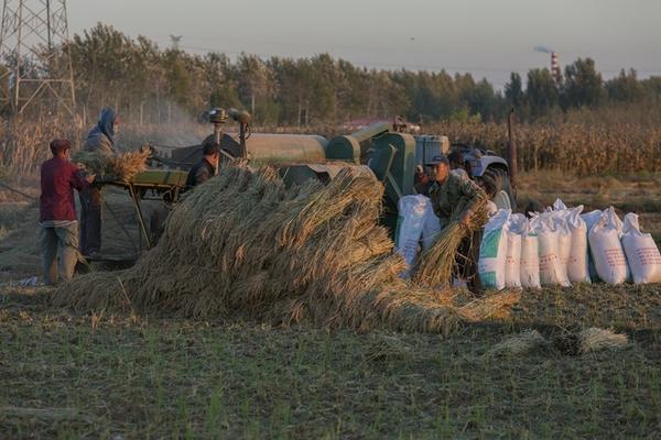 梨树高效种植技术要点及注意事项详解