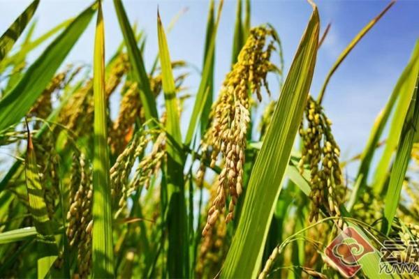 兰花用多菌灵灌根使用方法 多菌灵用于兰花怎么用