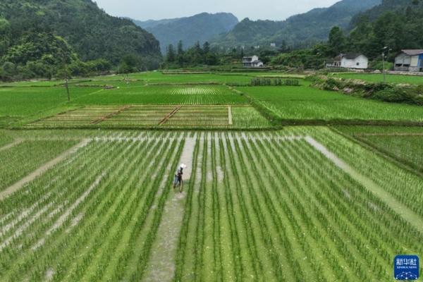 发财树浇水后可以浇多菌灵吗 发财树锯掉一截怎么用多菌灵?