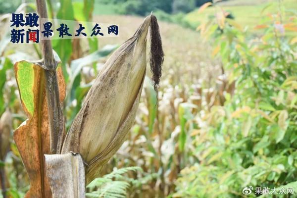 地下害虫杀虫剂配方详解