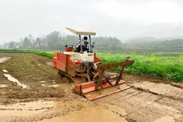 玉米用什么样的肥才能高产 荷兰豆高产施肥方案