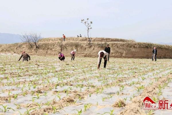 申嗪霉素能不能与春雷霉素混用 芸苔素和赤霉素一起用有什么效果