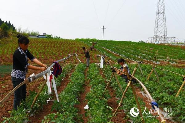 高丽参农药残留检测300字 高丽参的白心怎么回事?