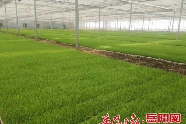 驱鸟最有效方法 驱鸟最有效方法？