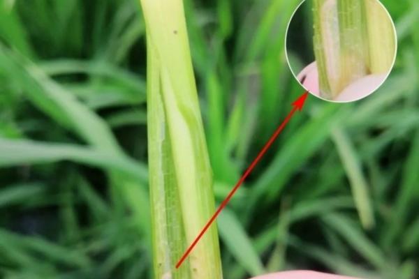 毒死蜱对害虫的卵是否具有杀伤作用:深度解析与实际应用