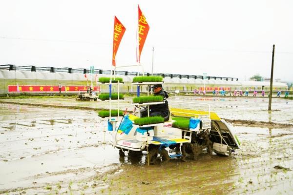 水稻除草剂的应用及其影响:深入了解与合理管理