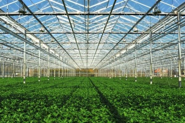 棉花喷施乙烯利 天冷了棉花上青桃怎么办？