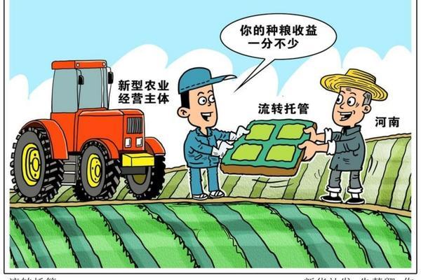 苹果树的正确管理方法:全程高效维护与种植技术