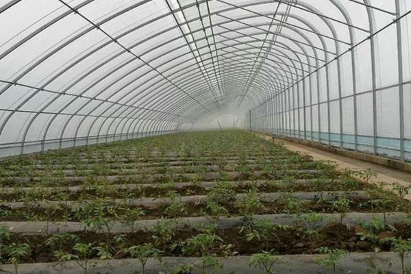 果树手锯哪个牌子好用点 一年树的修剪方法？