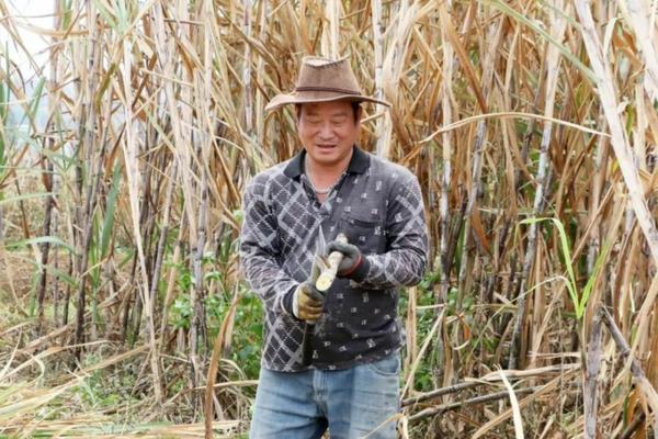 果园种植前使用哪一种除草剂好呢 高粱苗前能用敌草快和乙羚氟草醚除草吗除草剂药害还能活吗？