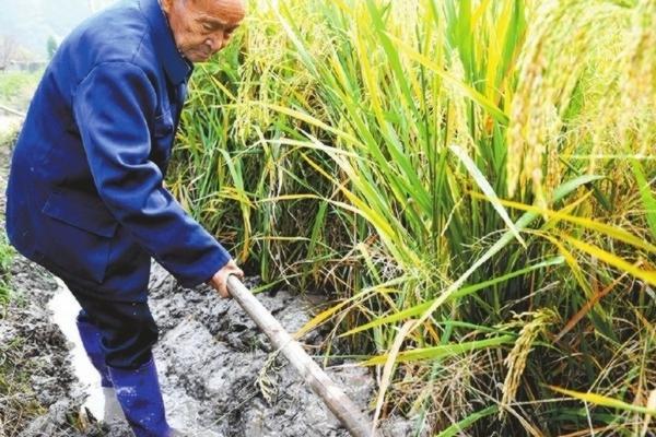 多菌灵能否直接撒在土壤上?使用注意事项与正确操作方法