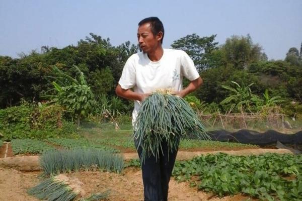 黄瓜保花保果用什么药最好 黄瓜保花保果方法?