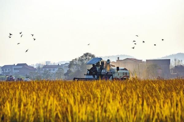 多肉修根后多菌灵浸泡时间及注意事项