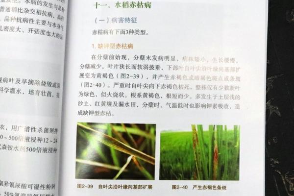 芒果树盆栽种植方法与注意事项详解
