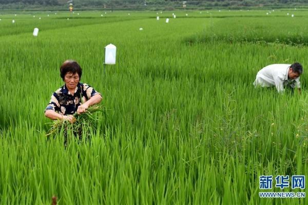 全面解析:先正达叶面肥及其在现代农业中的重要作用