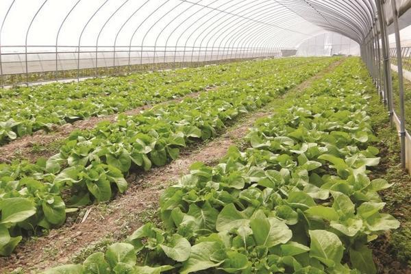 高产玉米种植技术与管理:迈向高效农业的关键要素
