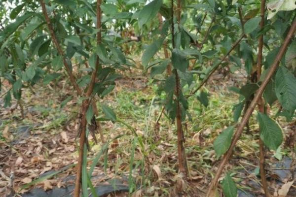 豆角用多菌灵拌种吗 豆角喷什么杀菌剂效果好?