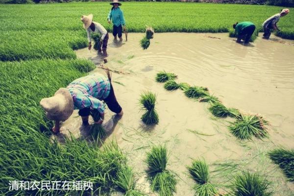 什么品牌生根剂效果好用 硝钠萘乙酸是生根剂吗？