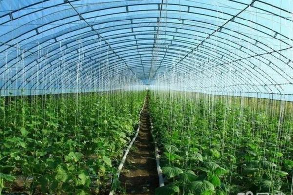 pbo与多效唑哪个对果树效果好 大樱桃坐果专用药?