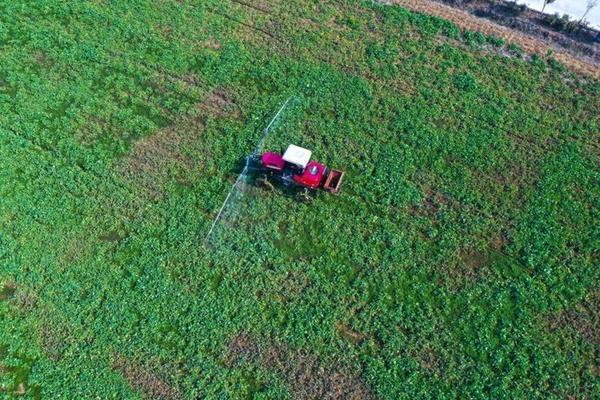 怎样种西瓜 露天西瓜种植详细方法?