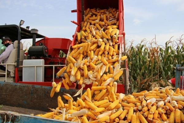 魔芋专用除草剂 野芋头用什么除草剂