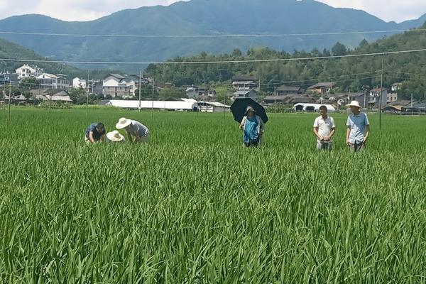 绿萝叶子黄能喷醋吗 水培绿萝加醋的方法?