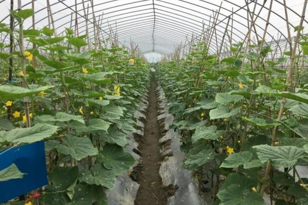 多肉植物补光灯怎么选 多肉补光灯灯管和灯排的区别?