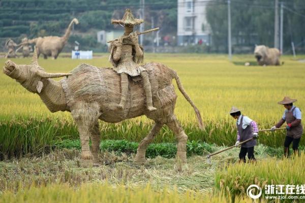 莲花型的多肉图鉴 多肉荷花灵隐哪个好看？