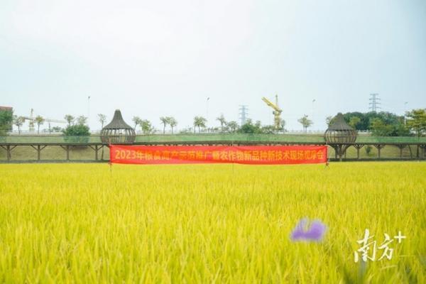 花烂根用大蒜水代替多菌灵可以吗 大蒜根腐教你一个方法轻松解决?