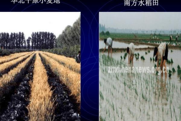戊唑醇能浇花 拌种剂拌的重了浇水能缓解出苗快吗？