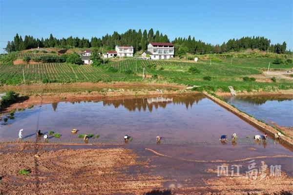 高粱地里的糜子用什么除草剂 东北杂粮特产？