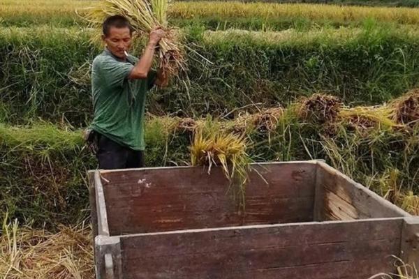 多菌灵与吡虫啉的混合使用:安全性、效果及注意事项