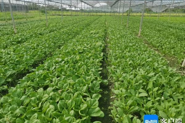 黄瓜青瓜的功效和作用 如何区分黄瓜和青瓜图片