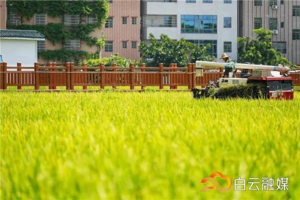 吡虫啉效果排行榜最新:全面解析不同品牌吡虫啉的优劣与效果