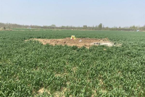 阳光葡萄怎样种植的 阳光玫瑰葡萄苗一亩种植多少棵？