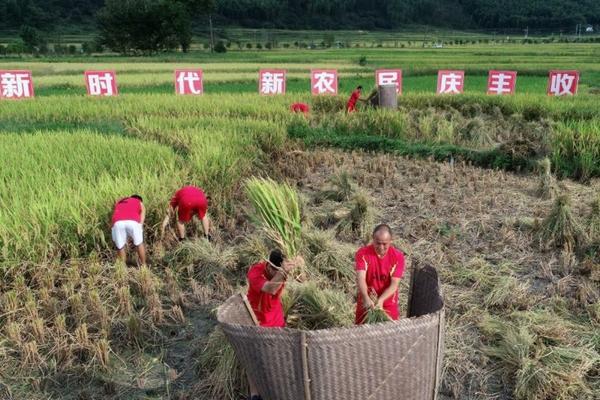 菜豆锈病防治:保护作物健康生长的关键措施