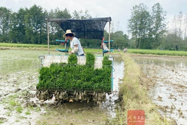 白芷地里除草剂有哪些用 白芷地里的蒿子怎么除?