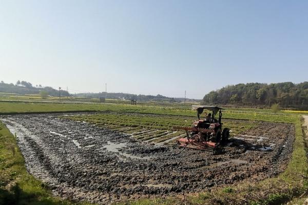 海棠老根可以泡多菌灵吗 海棠的根断了,要怎么救活它?