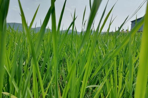 百菌清和甲基硫菌灵哪个好 多菌灵能和甲基硫菌灵混用吗