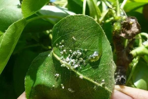 吡虫啉杀蚜虫效果好吗 吡虫啉防治哪些害虫