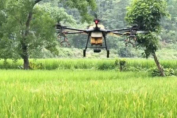 黄豆种植方法与技巧——从选地到收获的全流程管理