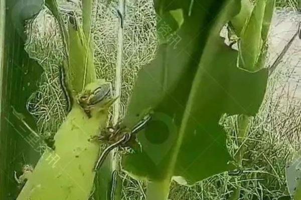 不用除草剂有什么好办法除草呀 土地里有灭草剂怎样化解?