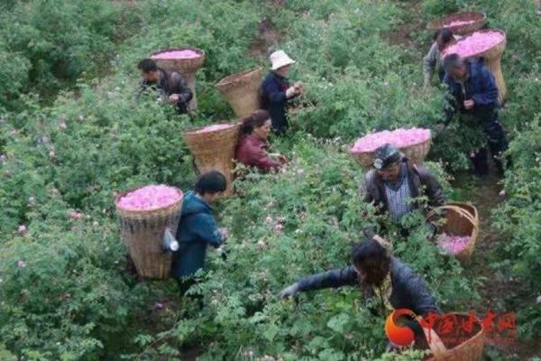 李子树什么时候施肥最好 李子树摘果后施什么肥料