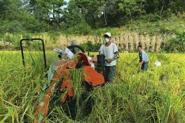 芸苔素起什么作用 芸苔素能抑制作物生长吗?