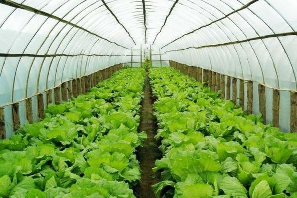 国光稀施美使用方法 百香果花期怎么管理？