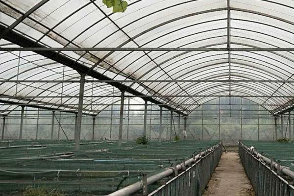 大白菜能用多菌灵吗 白菜用多菌灵灌根?