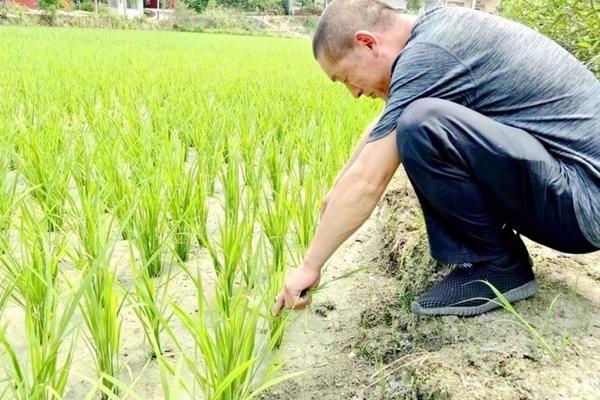 己唑醇与戊唑醇的比较:选择哪一种更高效?
