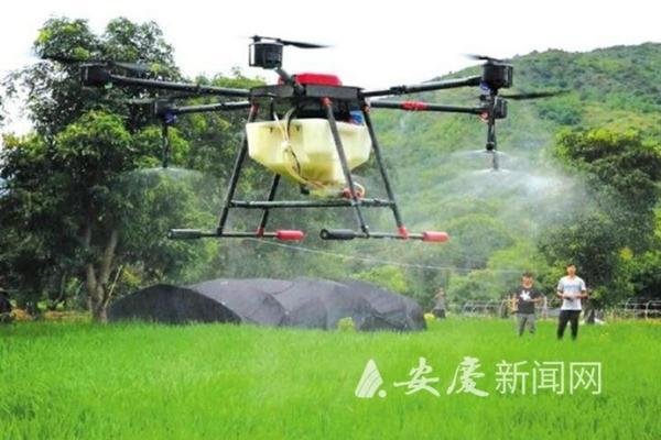 水稻主要病虫害防治技术 水稻的病虫害防治和管理